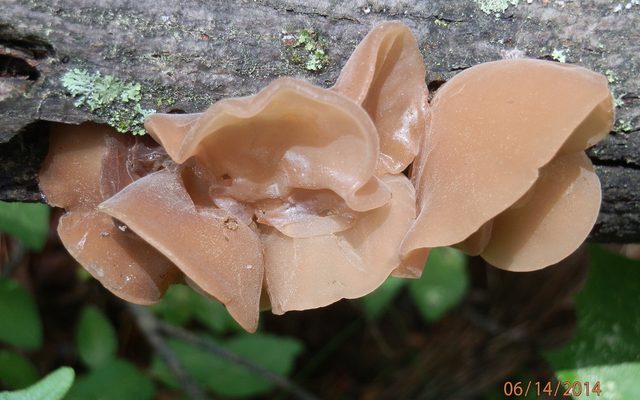 Jelly Ear Fungus reference