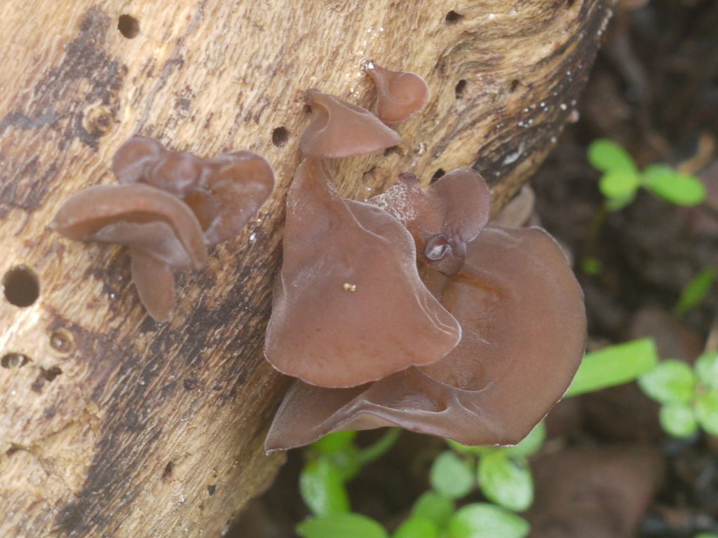 Wood Ear Fungus reference