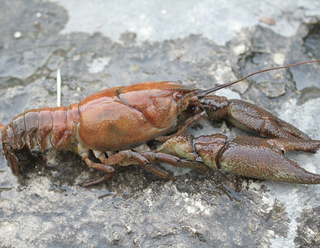 White-clawed Crayfish reference