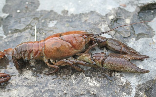 White-clawed Crayfish reference