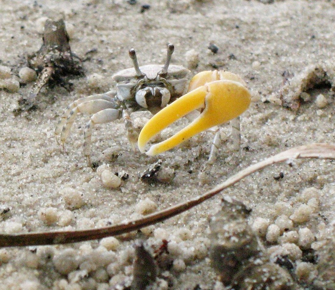 Austruca perplexa reference