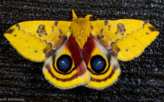 Io Moth reference
