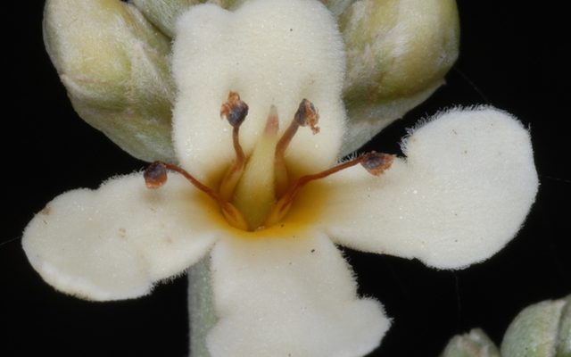 Black Mangrove reference