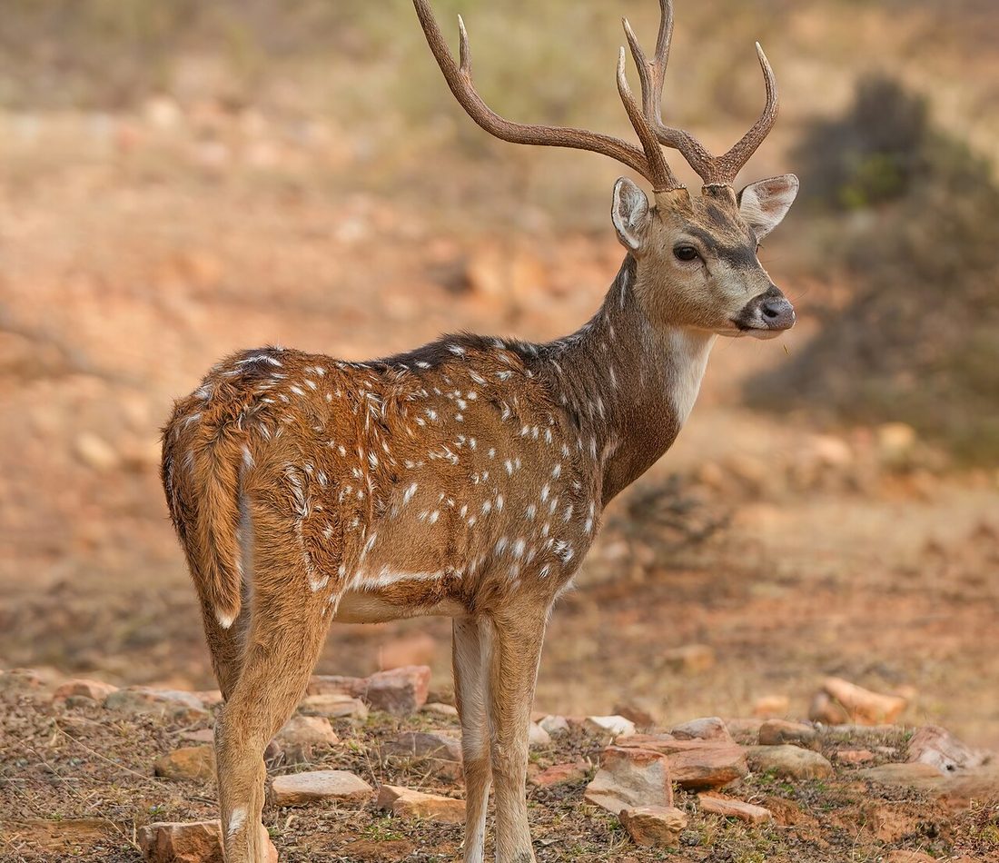 Chital reference