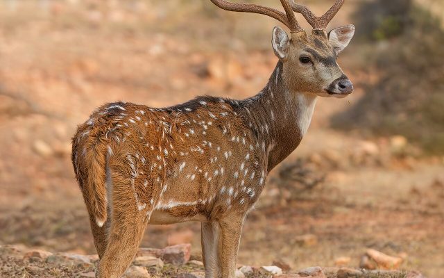 Chital reference
