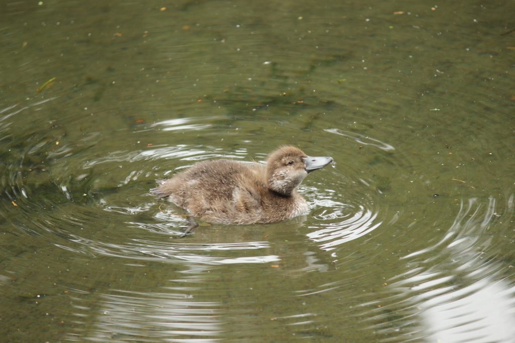 New Zealand Scaup reference