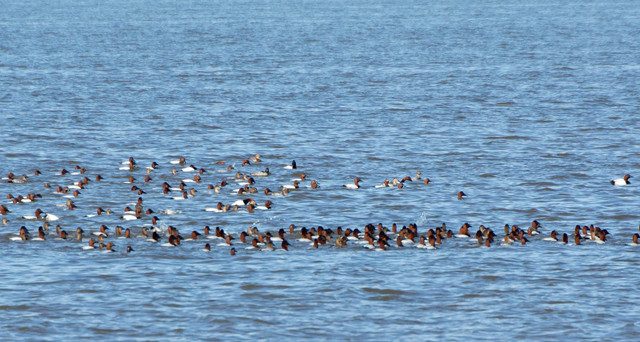 Canvasback reference