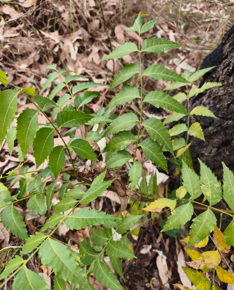 Neem reference