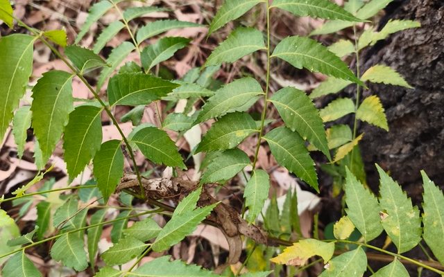 Neem reference