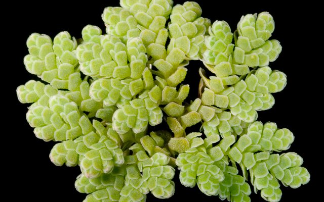 Water Fern reference