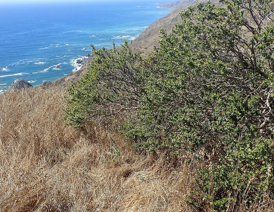 coyote brush reference
