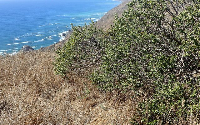 Coyote Brush reference