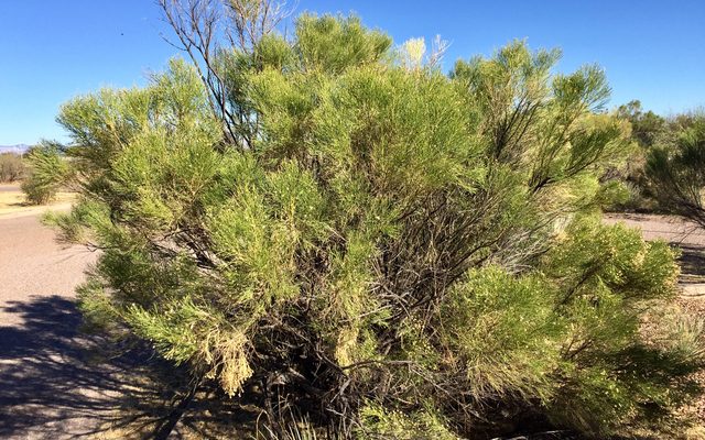 Desert Broom reference
