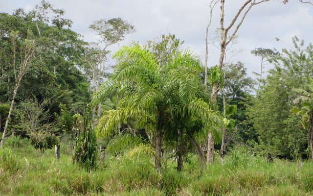 Peach Palm reference