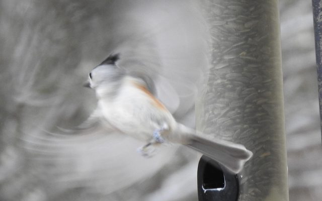 Black-crested Titmouse reference