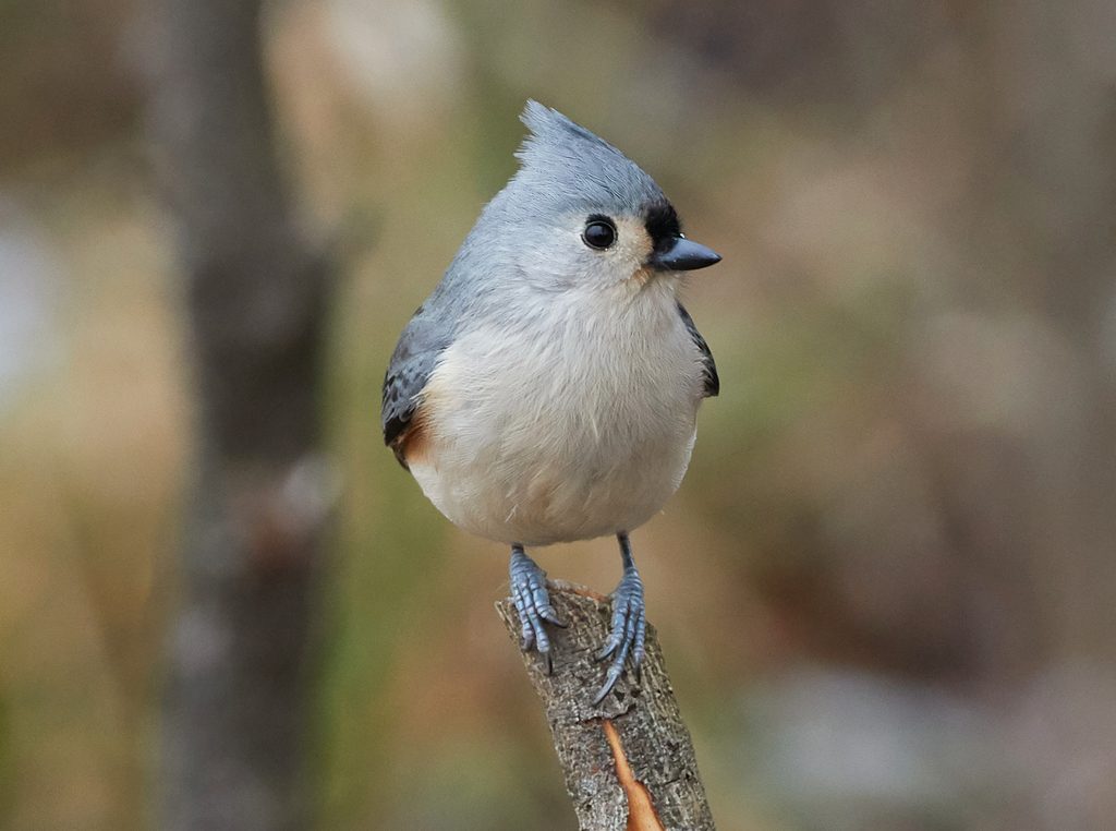 Tufted Titmouse reference
