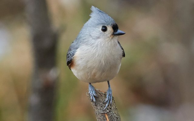 Tufted Titmouse reference