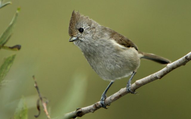 Oak Titmouse reference