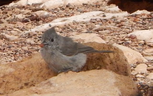 Juniper Titmouse reference