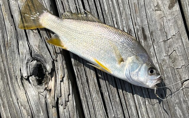 Silver Perch reference