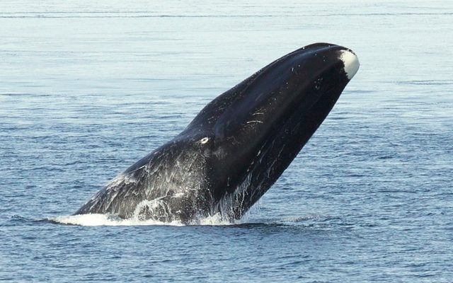 Bowhead Whale reference