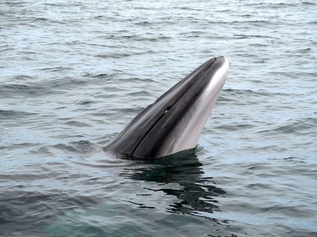 Minke Whale reference