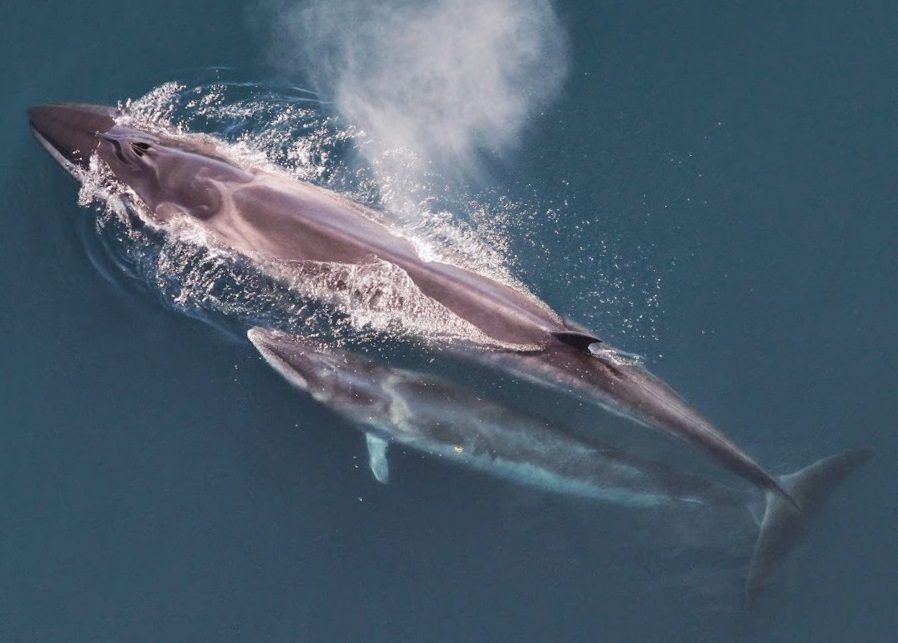 Sei Whale reference