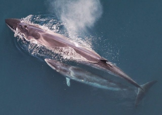 Sei Whale reference
