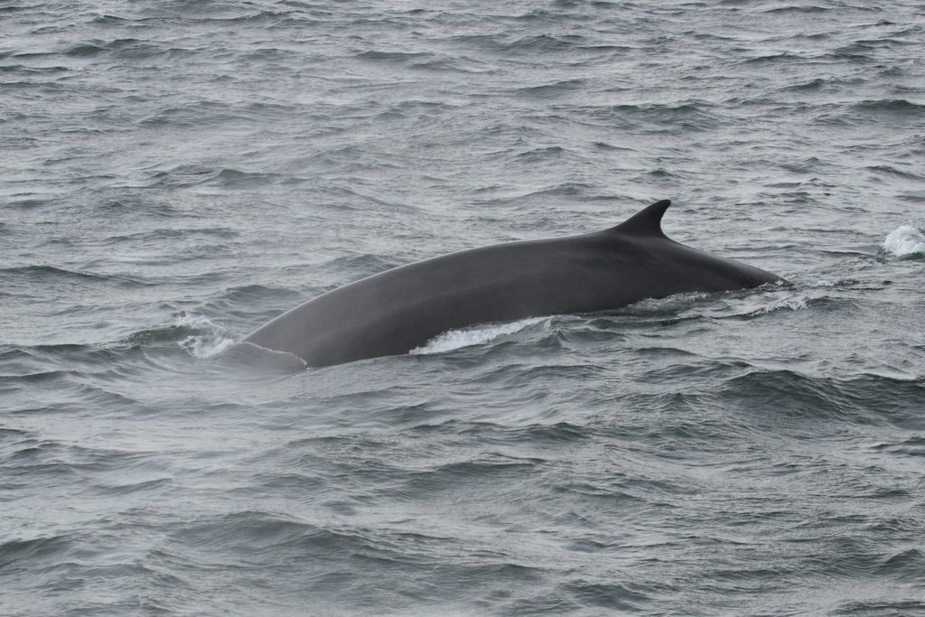Fin Whale reference