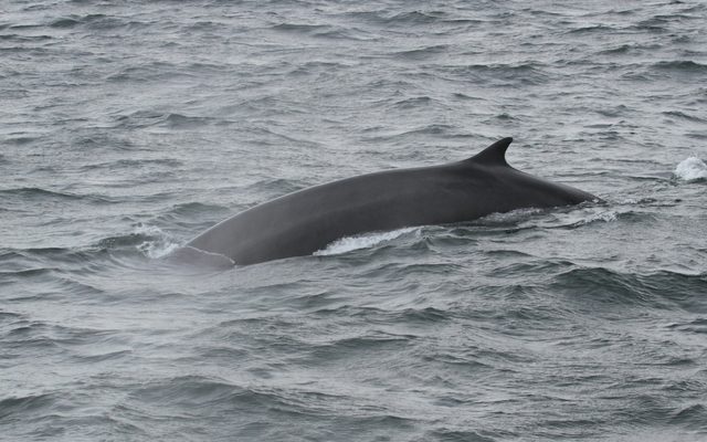 Fin Whale reference
