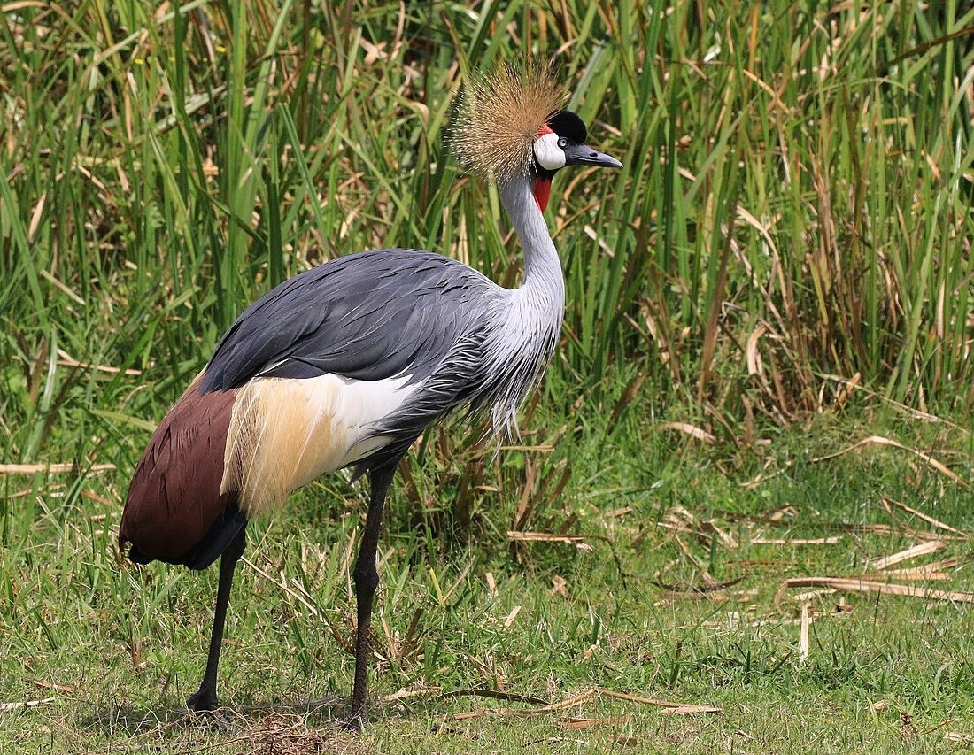Grey Crowned Crane reference
