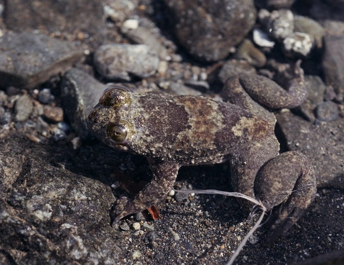 Philippine Flat-headed Frog reference