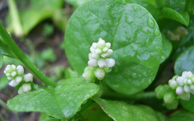 Red Malabar Spinach reference