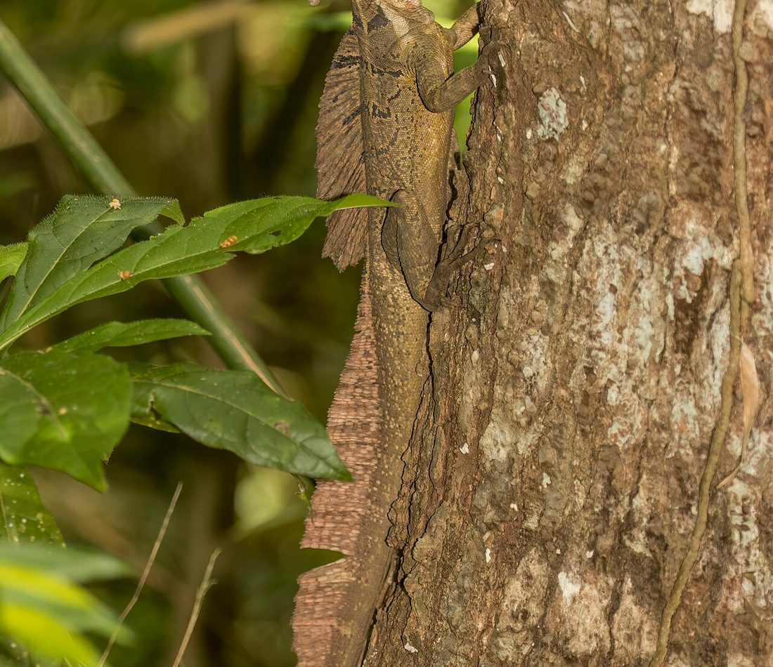 Common Basilisk reference