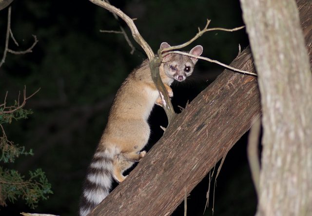 Ringtail reference