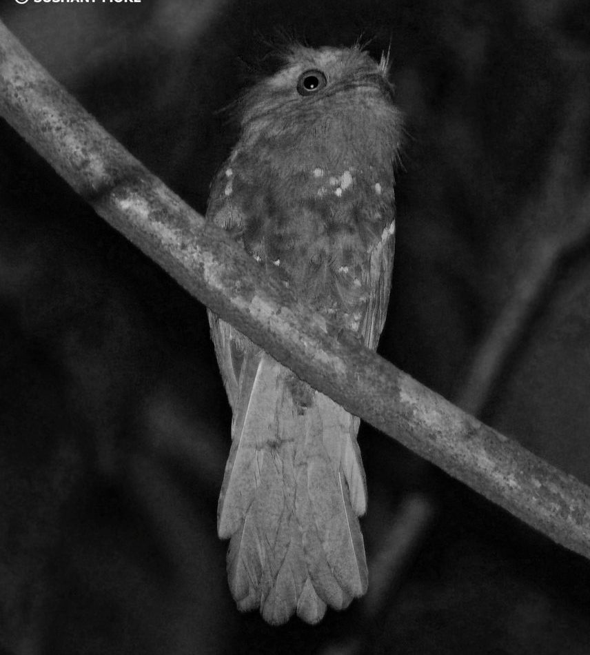 Sri Lanka Frogmouth reference