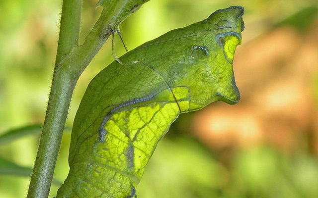 Pipevine Swallowtail reference