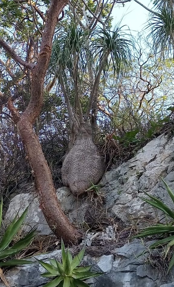 Beaucarnea recurvata reference