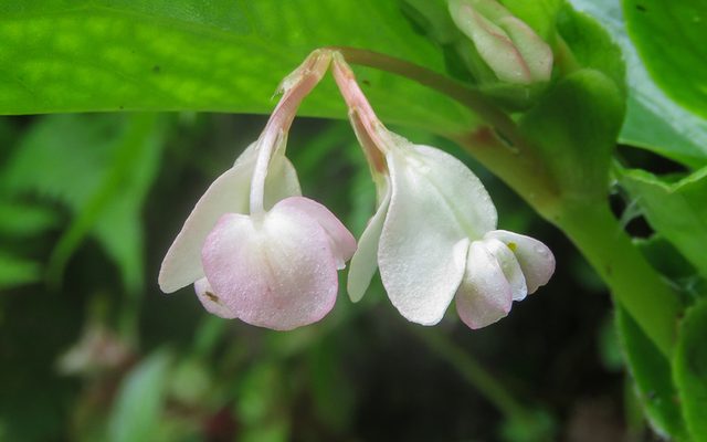 Wax Begonia reference