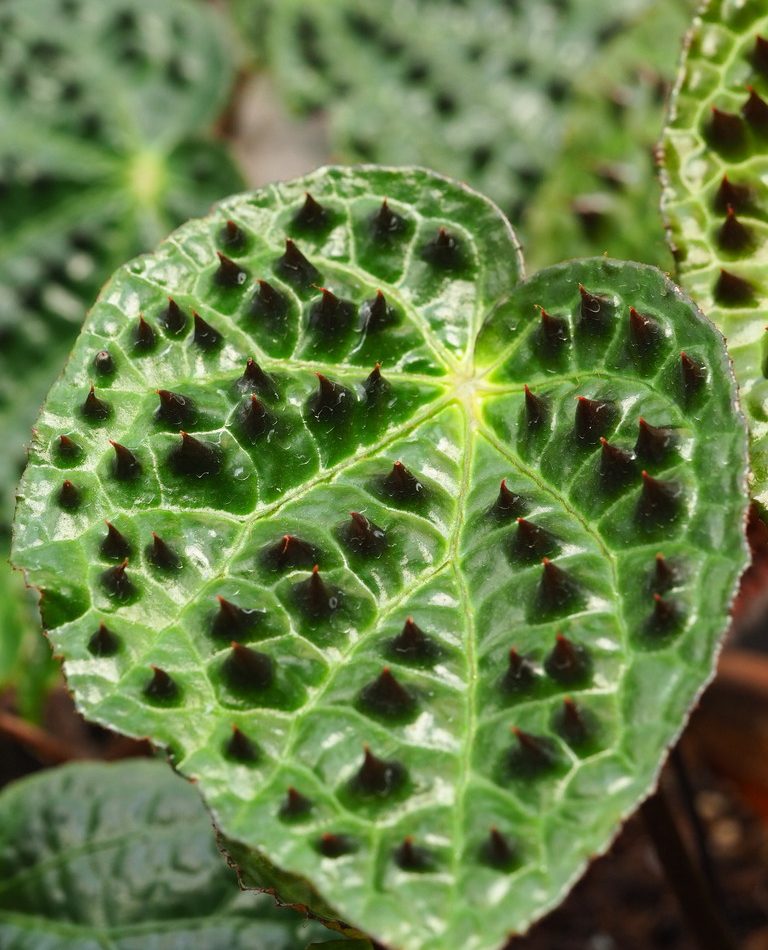 Begonia ferox reference