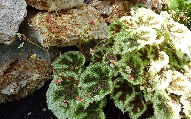 Iron Cross Begonia reference