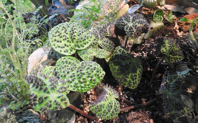 Black Spike Begonia reference