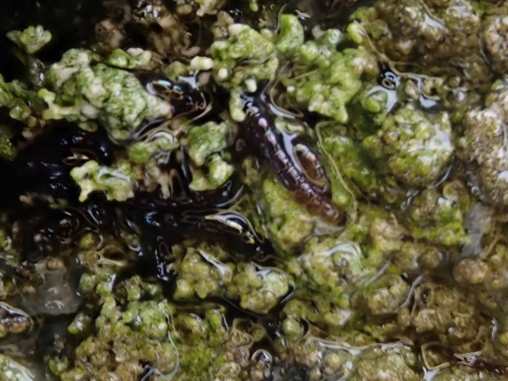 Antarctic Midge reference