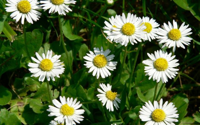 English Daisy reference