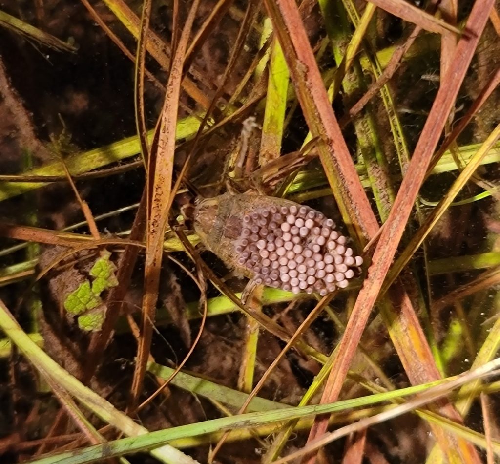 Belostoma flumineum reference
