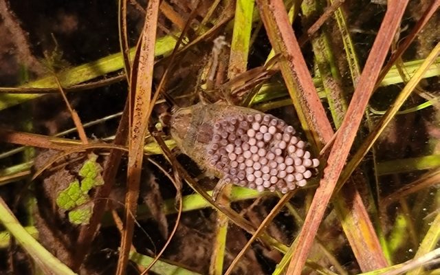 Belostoma Water Bug reference