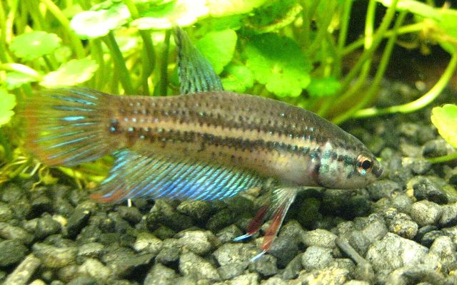 Crescent Betta reference