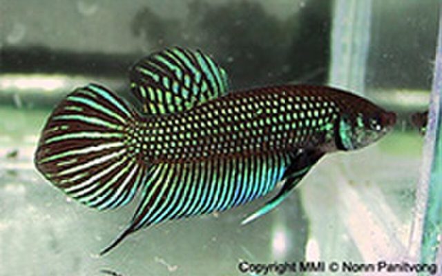 Mahachai Betta reference