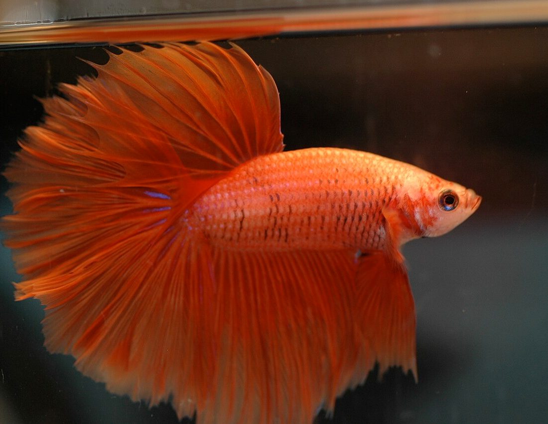 Betta splendens reference