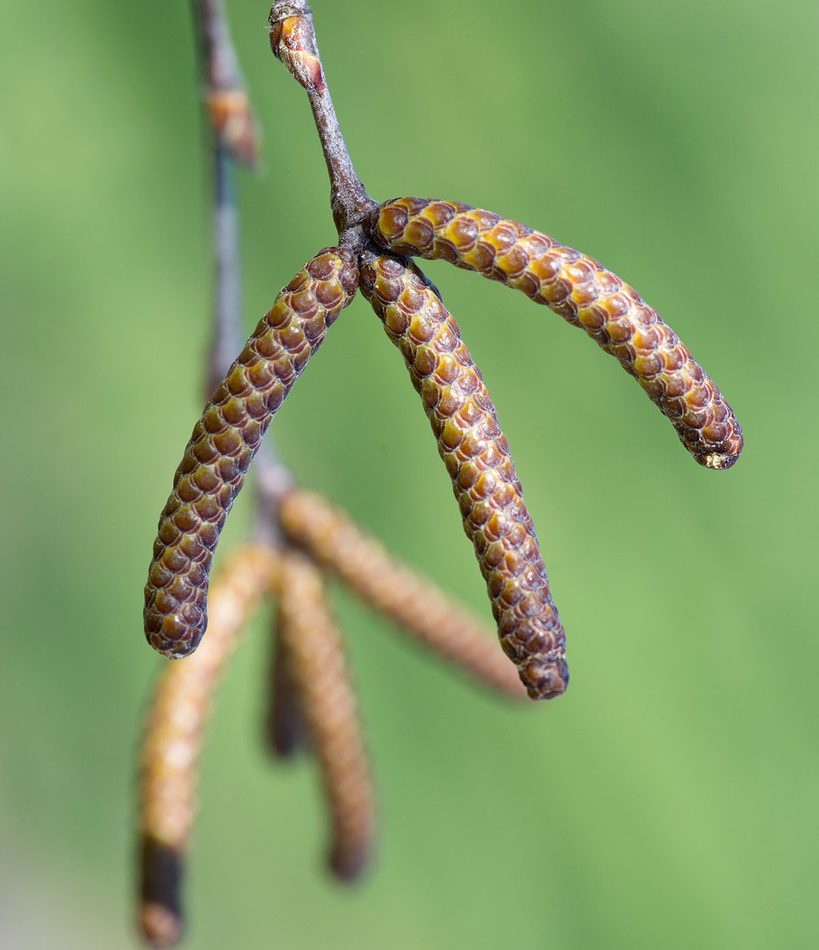 river birch reference